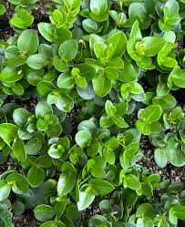 Image result for Carissa