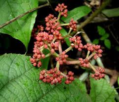 Image result for Ampelocissus obtusata