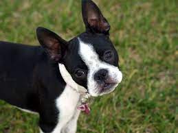 Maybe you would like to learn more about one of these? Ever Heard Of The Frenchton Dog French Bulldog Facts French Bullevard
