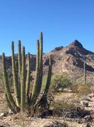 Over the last couple of decades, armed drug and human traffickers were so prevalent in this vast desert that visitors were barred from entering more than half of the park. View Of A Nice Organ Pipe Cactus Taken From The Puerto Blanco Drive Picture Of Organ Pipe Cactus National Monument Ajo Tripadvisor
