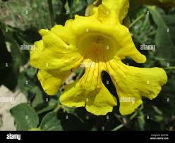 Image result for Markhamia obtusifolia