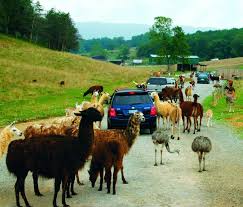 Natural Bridge Va Animal Park Natural Bridge Virginia Virginia Is For Lovers Safari Park