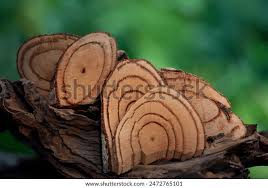 Image result for Salacia bussei