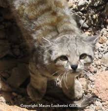 The andean mountain cat is a small but sturdy cat with long soft fur, which is a pale silvery gray in color. Andean Cat International Society For Endangered Cats