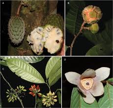 Image result for Malouetia mildbraedii