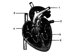 Your blood vessels could circle the globe. Given Alongside Is A Diagram Of Human Heart Showing Its Internal Structures Studyrankersonline