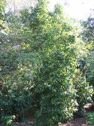 Image result for Gnetum