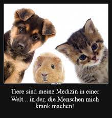 Dieser pinnwand folgen 185 nutzer auf pinterest. Spruche Kurz 2020 Spruche Uber Tiere