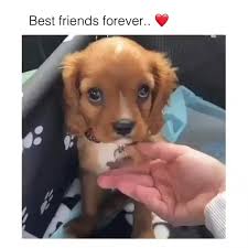 Dogs Dogs Aesthetic Dogs And Puppies Dogs Quotes Friends In 2020 Cute Funny Animals Cute Little Animals Cute Dogs