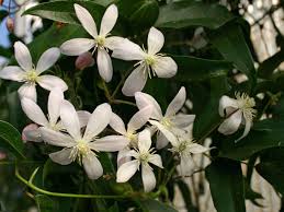 If the spread of the plant needs to be restricted prune immediately after flowering, cutting back overlong shoots to healthy buds. Immergrune Clematis Appleblossom Clematis Armandii Appleblossom Baumschule Horstmann