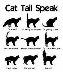 Akan tetapi alur cerita dalam mimpi yang dialami bisa saja tabir mimpinya tidak sama tergantung siapa yang memimpikannya. Fungsi Ekor Kucing Untuk Si Manis Ternyata Penting Lo