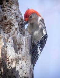 Red Bellied Woodpecker in Greenland, NH