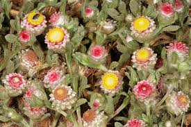 Image result for Helichrysum argyrosphaerum