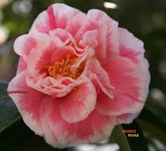 • april snow camellia blooms white beginning in spring. Red White Camellia Please Don T Use This Image On Websi Flickr