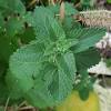 When cats sniff catnip plants, it triggers a euphoric effect that lasts anywhere from 5 to 15 minutes. 1