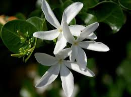 Jasmin Piazza Dante Catania Jasmine Jasminum White Gardens Natural Garden Floral