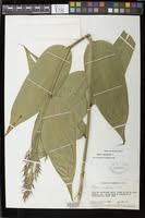 Image result for Olyra latifolia