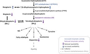 Physical therapy is an integral part of recovery for many patients. Peripheral Biopterin And Neopterin In Schizophrenia And Depression Sciencedirect