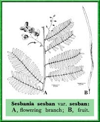 Image result for Sesbania sesban