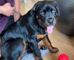 Tails docked, dew claws removed, dewormed, first set of shots and health certificates. 6 Best Rottweiler Breeders In Texas 2021 We Love Doodles