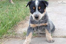 Australian Cattle Dog Blue Heeler For Sale Cattle Dog Australian Cattle Dog Blue Heeler Blue Heeler Puppies
