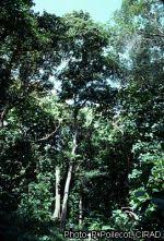 Image result for Morus mesozygia