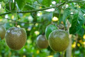 Feed passion fruit vines with a homemade or commercial blend of nitrogen, phosphorus and potassium that is highest in potassium. Passion Fruit Tree How To Grow Passionfruit In Pot Youtube