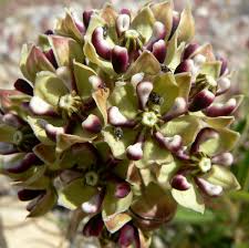 Image result for Asclepias aurea