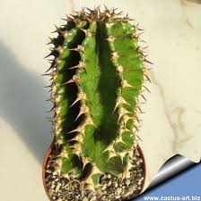 Image result for Exotheca abyssinica