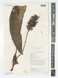 Image result for Palisota mannii