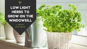 Starting herb seeds successfully requires good light, proper timing, and quality growing medium, moisture, the place the seedlings in the soil to a spot just above where you pinched off the lower leaves. 5 Low Light Herbs To Grow In Your Kitchen
