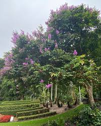 Image result for Lagerstroemia speciosa