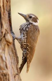 Backyard Birds Of Southern Arizona Woodpecker In Arizona Woodpecker Birds Wild Birds
