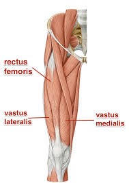 Si on s'arrête de bouger, les fibres vont s'enchevêtrer, la cicatrice va être rigide et va céder quand on va faire. Claquage Dechirure Musculaire Causes Et Traitements Physio Extra