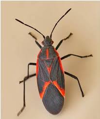 Maybe you would like to learn more about one of these? 13 Best Box Elder Bugs Ideas