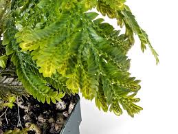 Image result for Selaginella kalbreyeri