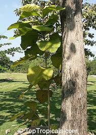 Image result for Tectona grandis