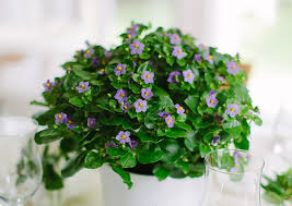 Image result for Exacum