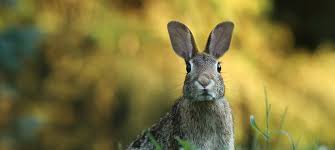 Create a chicken wire fence. How To Keep Rabbits Out Of The Garden Salisbury Greenhouse