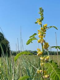 Image result for Hibiscus seineri