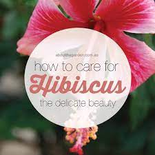 How To Care For Hibiscus The Delicate Beauty Aboutthegarden Watering Pruning Tips Hibiscus Plant Growing Hibiscus Hibiscus Garden