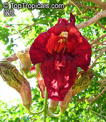 Image result for Kigelia