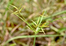 Image result for Cyperus zollingeri