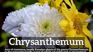 What Is Chrysanthemum How To Say Chrysanthemum In English How Does Chrysanthemum Look Youtube
