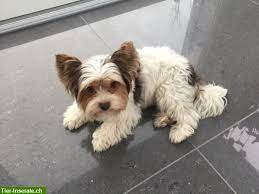 biro yorkshire terrier deckrude mit stammbaum yorkshire terrier terrier flauschige hunde