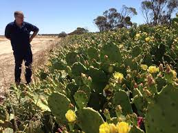 Often adorned with the red/purple fruits atop notice the arsenal of nasty spines that usually accompany cactus. Scale Insect Helping To Kill Off Prickly Pests In Esperance Region Agriculture And Food