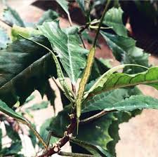 Image result for Dorstenia psilurus