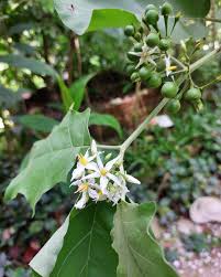 Image result for Solanum torvum