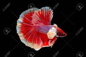 Check out our pink betta artwork selection for the very best in unique or custom, handmade pieces from our shops. Colorful With Main Color Of Red And Pink Betta Fish Siamese Stock Photo Picture And Royalty Free Image Image 139986814