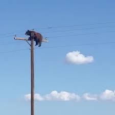 Bear Dies After Getting Stranded Atop Electric Pole in New Mexico